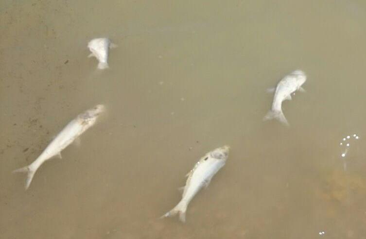 مرگ ناگهانی ماهی ها در دایک گیلان غرب+تصاویر