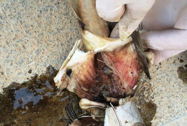 جوابیه کارشناس شیلات در خصوص مرگ ناگهانی ماهی ها در دایک گیلانغرب