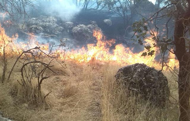 وضعیت آتش سوزی در جنگل‌های چله گیلانغرب بحرانی است