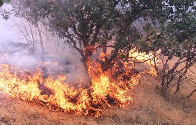 سیاه بختی جنگلهای زاگرس و تداوم تراژدی آتش در جنگلهای گیلانغرب+ تصاویر