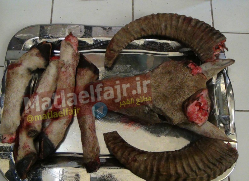 شکارچیان متخلف در منطقه شکار ممنوع گیلان غرب دستگیر شدند+ تصاویر