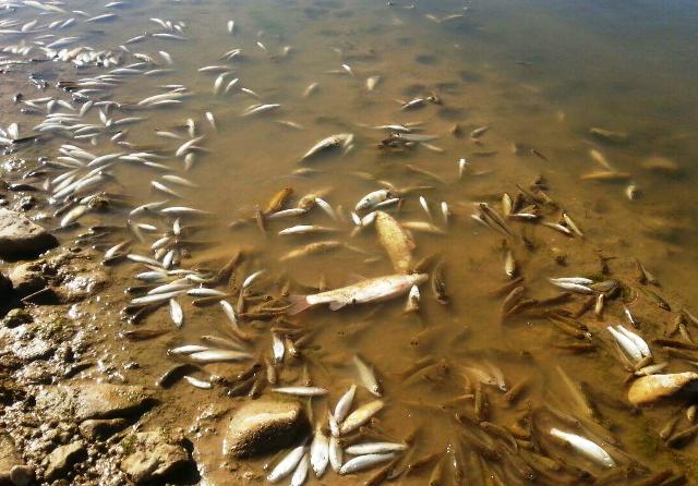 دلیل مبهم مرگ هزاران ماهی در رودخانه گواور/ انتظار مردم از محیط زیست و بهداشت به منظور بررسی سریع موضوع+ تصاویر
